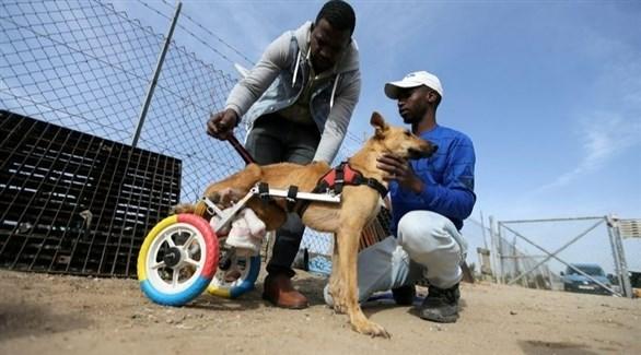 مأوى في غزة يساعد الحيوانات المعاقة بطريقة مميزة 