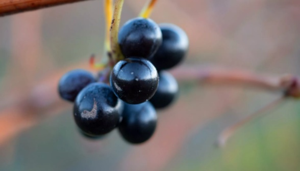 دراسة مستخلص من بذرة فاكهة يثبط الشيخوخة 