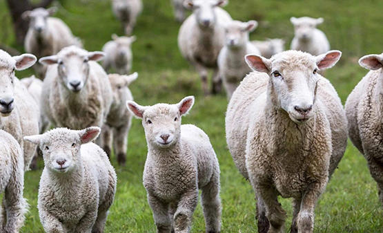 الحكومة تعلق على أسعار اللحوم الجورجية