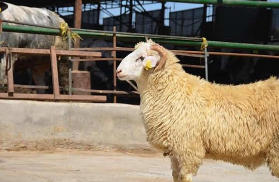 إجراءات استيراد اللحوم الجورجية