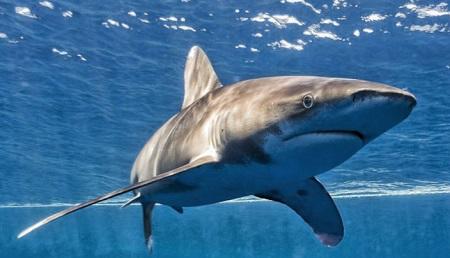 دراسة أسماك القرش قد تضع حدا لجائحة كورونا 