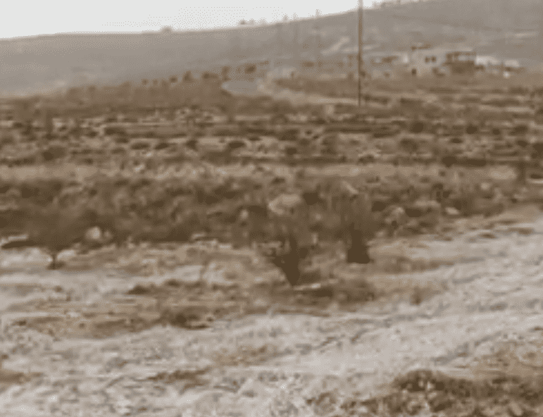  شاهد ثلوج البترا ووادي موسى  فيديو