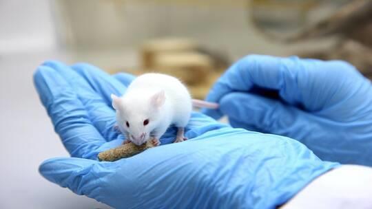 اكتشاف علاقة بين متحور أوميكرون وفيروس مختبري