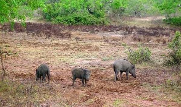 العرموطي خنازير اسرائيلية تدمر مزارع اردنية