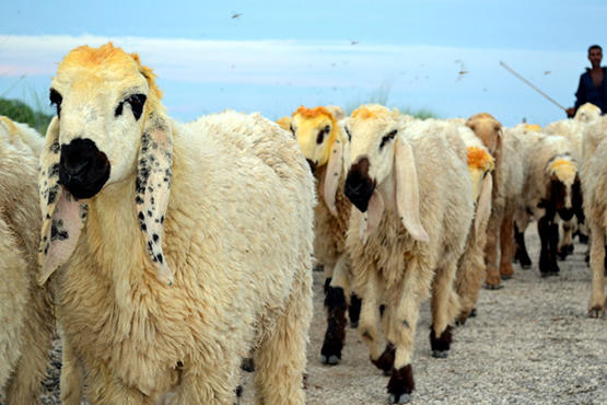 قريبا  لحوم باكستانية في الاردن