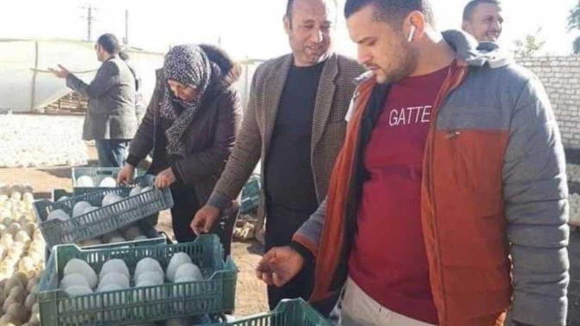 توضيح مصري حول مصنع جميد الطلاء