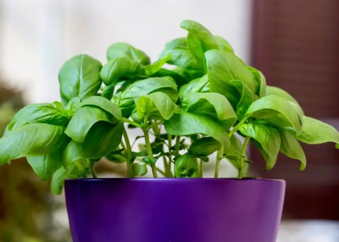 هذا ما يفعله تناول الحبق في الجسم