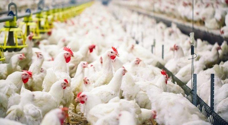 رصد تفش واسع لإنفلونزا الطيور لدى الاحتلال