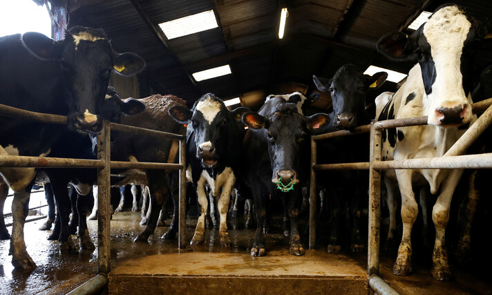 الكويت تحظر استيراد الأبقار من بريطانيا