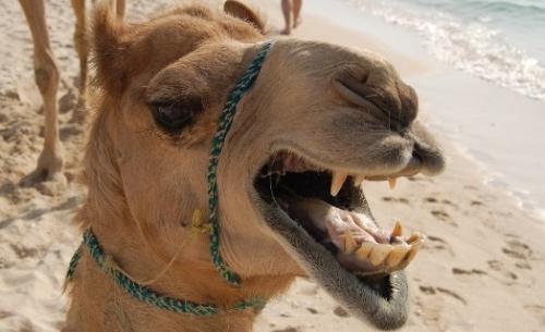 جمل يقتل صاحبه في المفرق