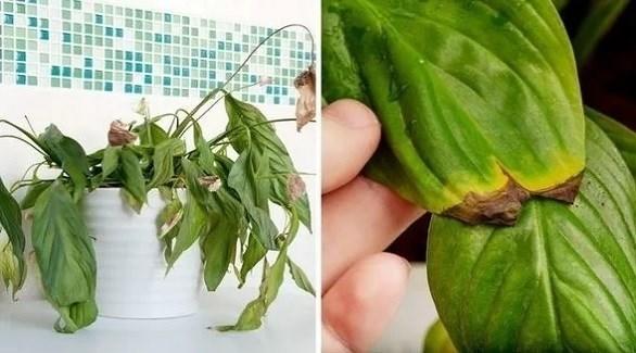  مشاكل شائعة تواجهها النباتات المنزلية في الشتاء