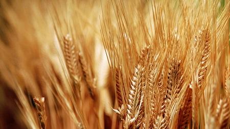 أميركا تدخل بذار قمح مشبوهة لسوريا