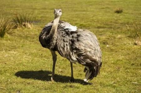 نفوق آلاف الطيور في إسرائيل  فيديو 