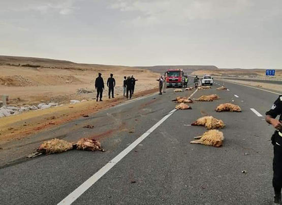 نفوق 120 رأس غنم بحادث دهس بمعان