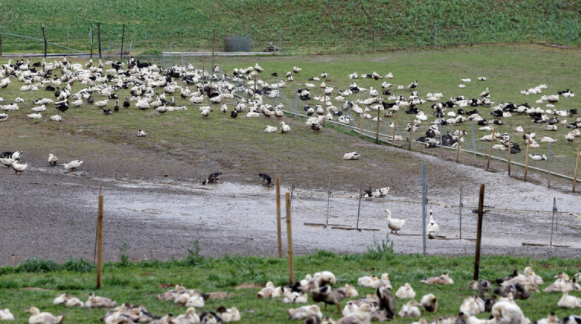 إسرائيل تخطط لإلغاء موسم الصيد بسبب إنفلونزا الطيور