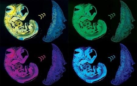 صراع بين جينات الأب والأم في الرحم