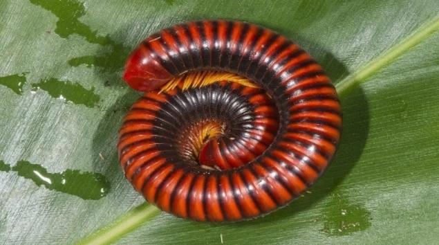 اكتشاف مخلوق له 1306 أقدام  فيديو 