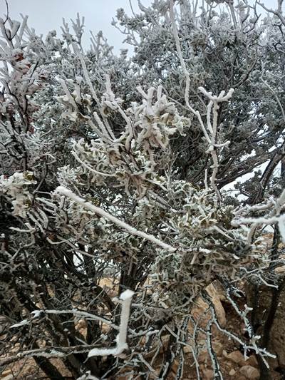 شاهدوا صور الانجماد في الشوبك