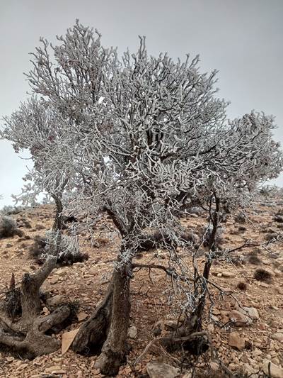 شاهدوا صور الانجماد في الشوبك
