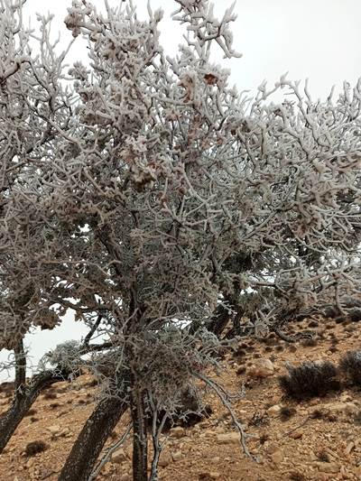 شاهدوا صور الانجماد في الشوبك