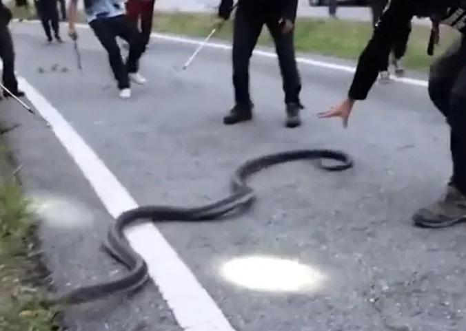 ثعبان ضخم يثير الذعر في تايلاند  فيديو 