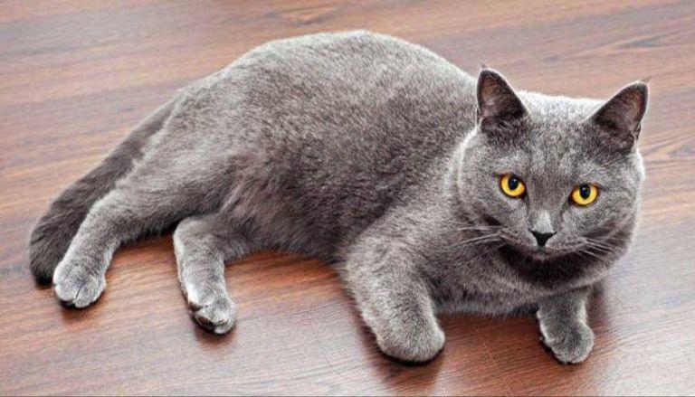 قط آلي يعض إصبع المستخدمين خوارزميات مضحكة