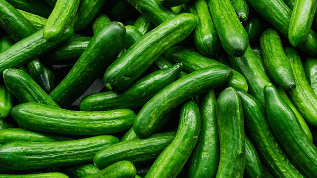 سبب ارتفاع أسعار الخيار في الأردن