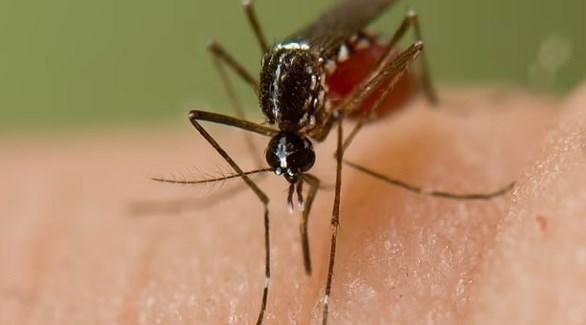  لهذه الأسباب يلدغ البعوض أشخاصاً دون غيرهم