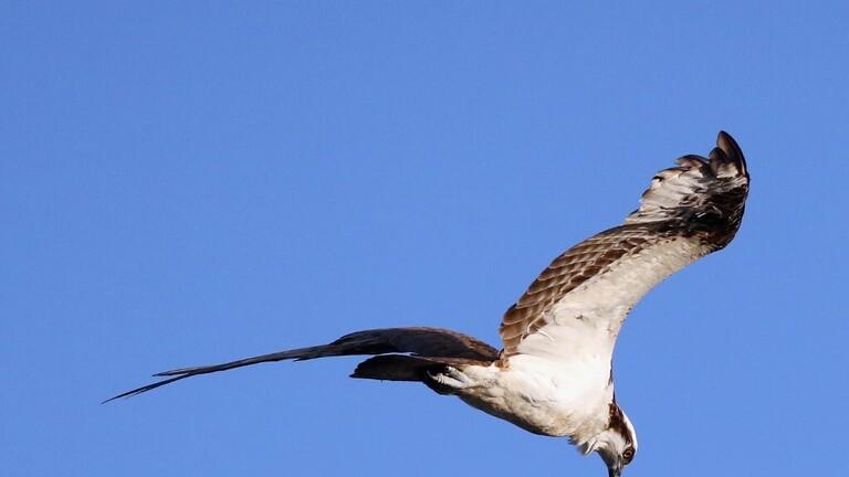 السعودية السماح بتصحيح أوضاع الصقور المجهولة 