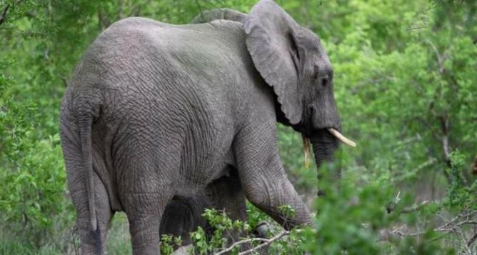 حادث مروع لإمرأة ورضيعها تحت أقدام فيل في زيمبابوي