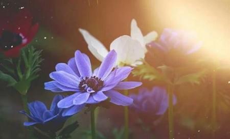 نبات شهير يُسهم في علاج المرض القاتل