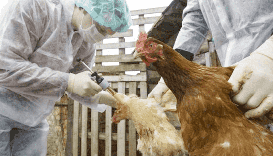 منظمة إنفلونزا الطيور الجديدة أكثر قدرة على الانتشار بين البشر