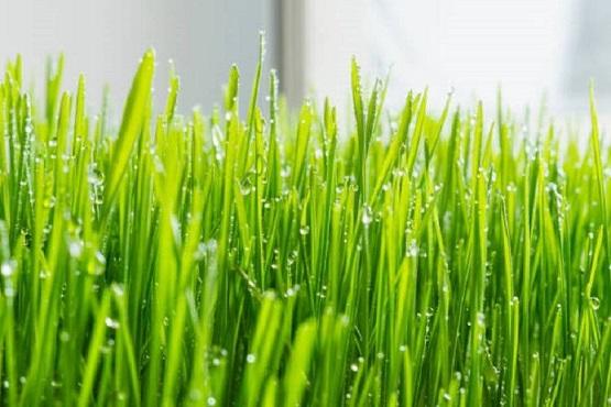 فوائد عشبة القمح الصحية للنساء