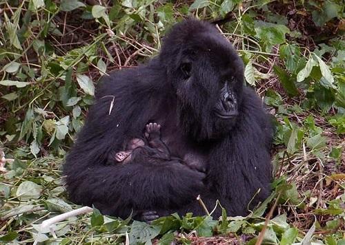 بأقدم محمية في إفريقيا ولادة أول غوريلا في 2022 