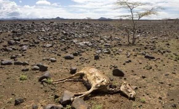 عالم يحذّر من موجة انقراض جماعي 