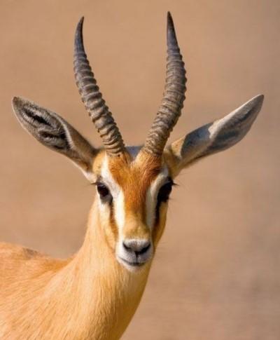 نقل 130 غزالا إلى غابات برقش