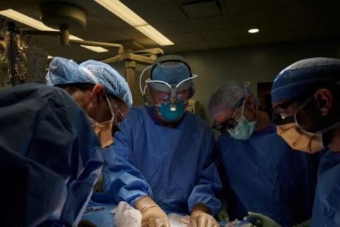 الأزهر يحسم الجدل حول زراعة الأعضاء من الخنزير