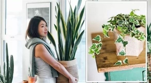  5 نباتات منزلية يمكن أن تعزز صحتك