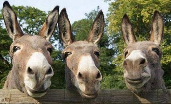 جداول التعرفة الجمركية الجديدة تضم حميرا