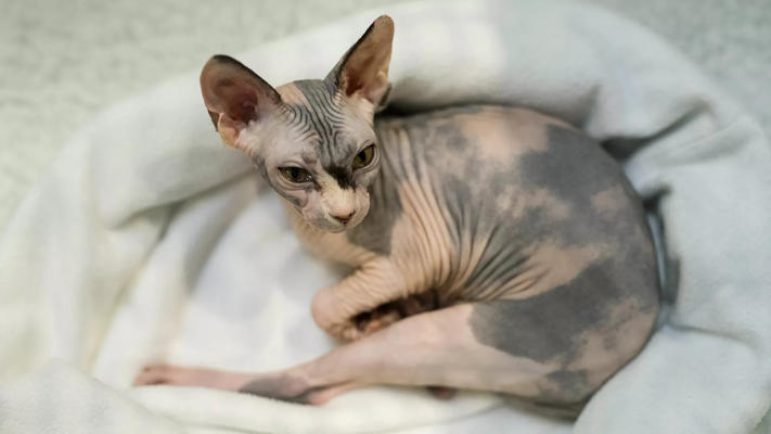 سعره 10 آلاف دولار قط ياسمين عبد العزيز يثير جدلا