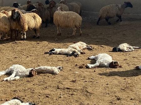 الحمى تقتل 150 رأسا من الأغنام بالمفرق