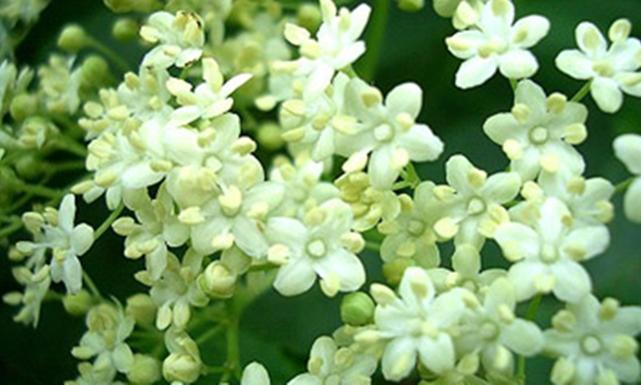 فوائد  البيلسان للنساء