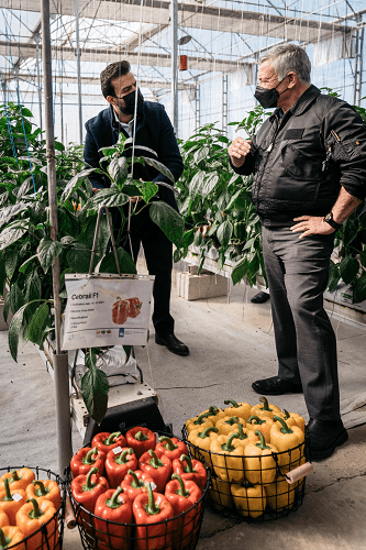 الملك يزور 3 مزارع تستخدم أساليب حديثة بالزراعة بالأغوار