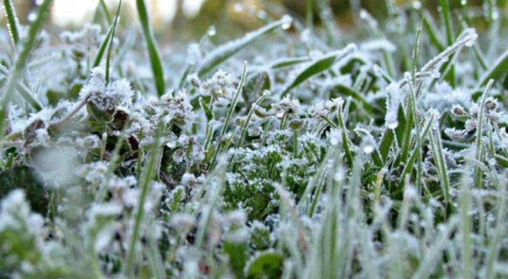 كيف تحمي النباتات من خطر الصقيع