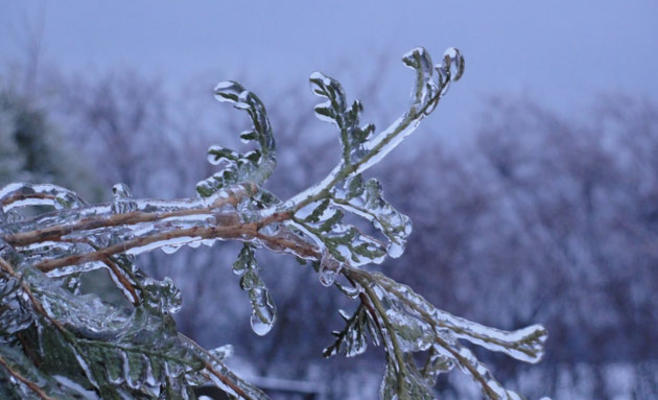 خدام  لا تأثير على المزروعات بسبب الصقيع