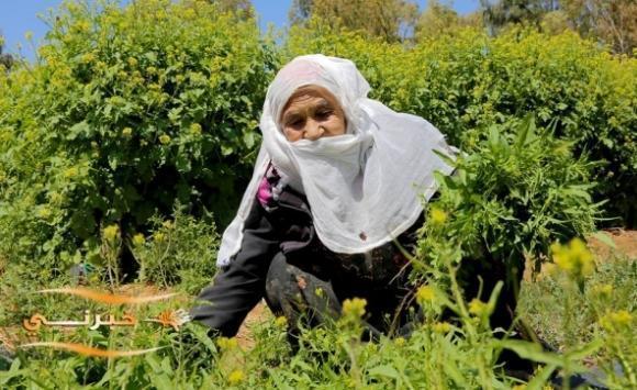 انخفاض أسعار الزراعيين بنسبة 217 بتشرين ثاني