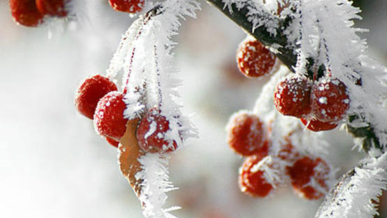 خسائر فادحة للمزارعين بسبب الصقيع