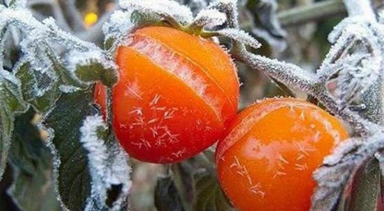 الزراعة  نحصر أضرار الصقيع وسنعوض المتضررين