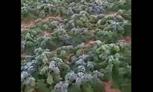 المزارع الأردني في ورطة  فيديو