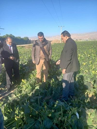 الحنيفات نعمل على حصر أضرار الصقيع